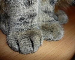 Webshop Webshop Pink Paws Pet Rescue vzw