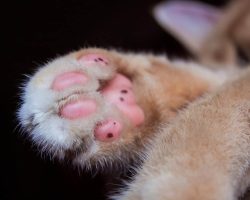 Trooper Trooper Pink Paws Pet Rescue vzw