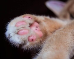 Trooper Trooper Pink Paws Pet Rescue vzw