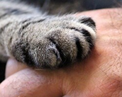 Word peter of meter van een katje Peter- en meterschap Pink Paws Pet Rescue vzw