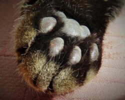 Donaties Donaties Pink Paws Pet Rescue vzw